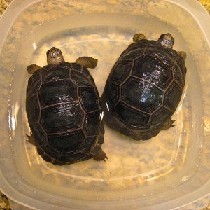 ALDABRA BREEDER