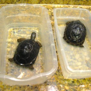 ALDABRA BREEDER
