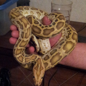 Hypo