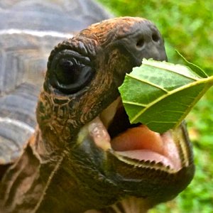 ALDABRA BREEDER
