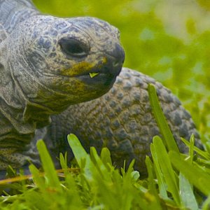 ALDABRA BREEDER