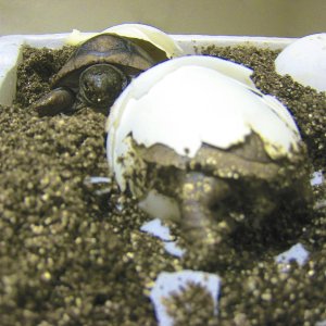 ALDABRA BREEDER