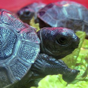ALDABRA BREEDER