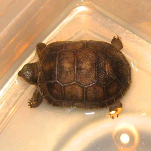 ALDABRA BREEDER