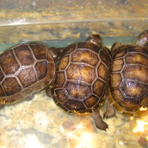 ALDABRA BREEDER
