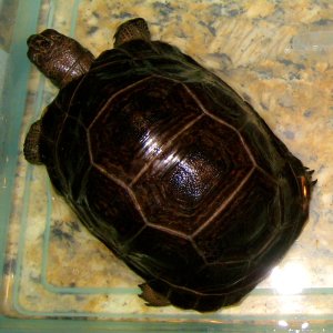 ALDABRA BREEDER