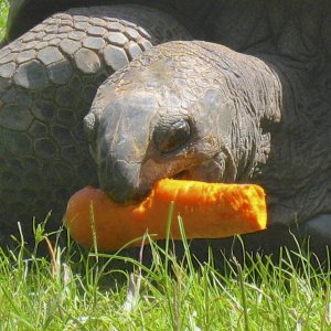 ALDABRA BREEDER