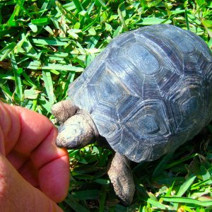 ALDABRA BREEDER