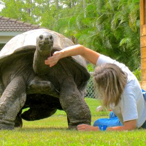ALDABRA BREEDER