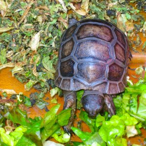 ALDABRA BREEDER