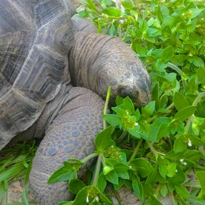 ALDABRA BREEDER