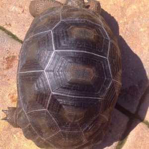 ALDABRA BREEDER