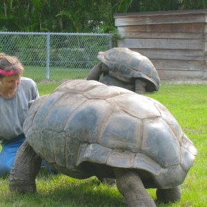 ALDABRA BREEDER