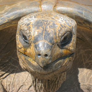 ALDABRA BREEDER