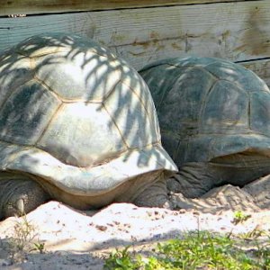 ALDABRA BREEDER