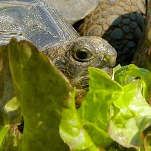 ALDABRA BREEDER