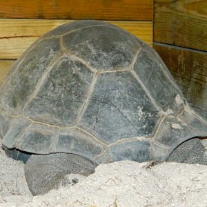ALDABRA BREEDER