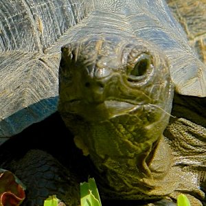 ALDABRA BREEDER