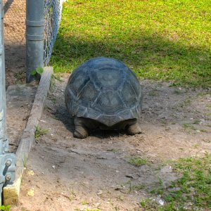 ALDABRA BREEDER