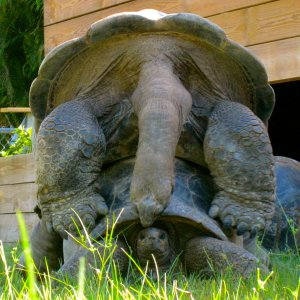 ALDABRA BREEDER