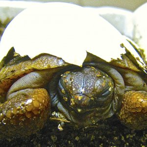 ALDABRA BREEDER