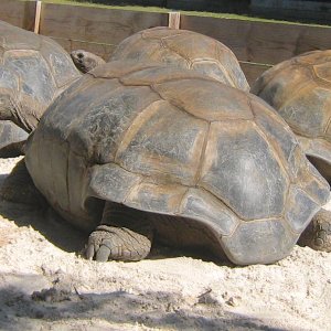 ALDABRA BREEDER