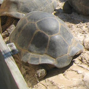 ALDABRA BREEDER