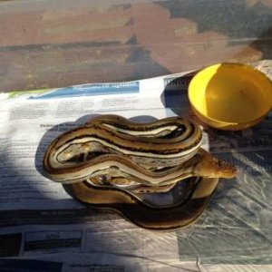 genetic stripe male poss het albino