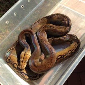 goldenchild female 100% het purple