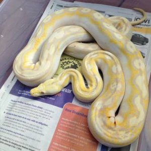 lavender albino motley paradox male