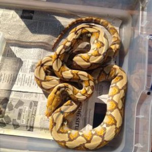 orange glow female