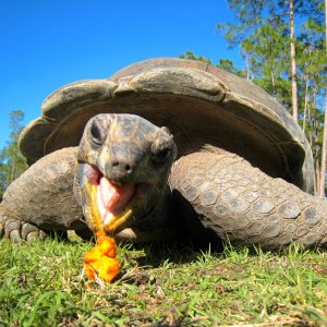 ALDABRA BREEDER