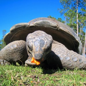 ALDABRA BREEDER