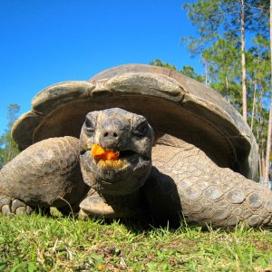 ALDABRA BREEDER