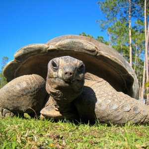 ALDABRA BREEDER
