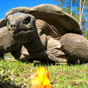ALDABRA BREEDER