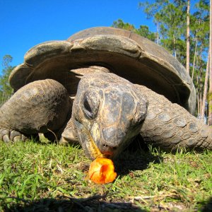 ALDABRA BREEDER