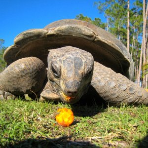 ALDABRA BREEDER