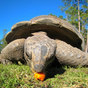 ALDABRA BREEDER