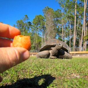 ALDABRA BREEDER