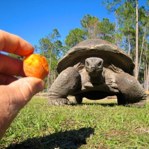 ALDABRA BREEDER