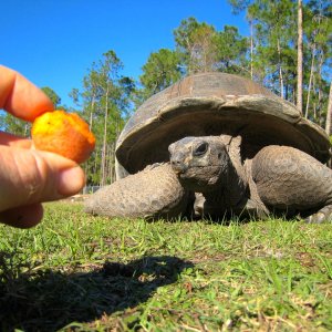 ALDABRA BREEDER