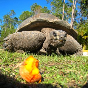 ALDABRA BREEDER