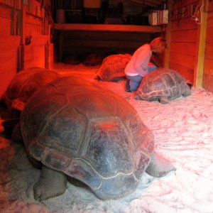 ALDABRA BREEDER