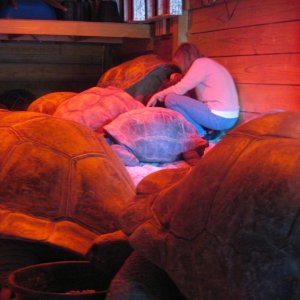 ALDABRA BREEDER