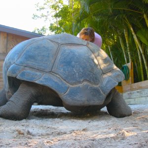 ALDABRA BREEDER