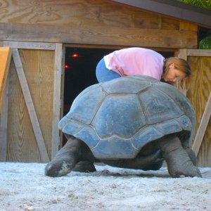 ALDABRA BREEDER