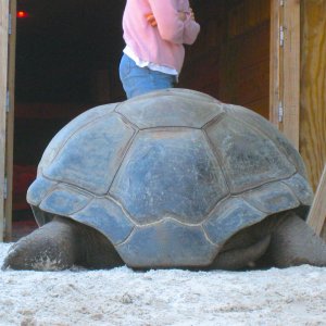 ALDABRA BREEDER