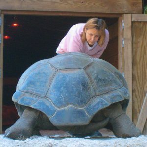 ALDABRA BREEDER