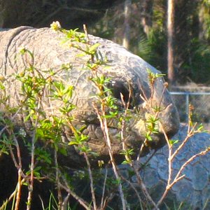 ALDABRA BREEDER